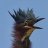 Herons